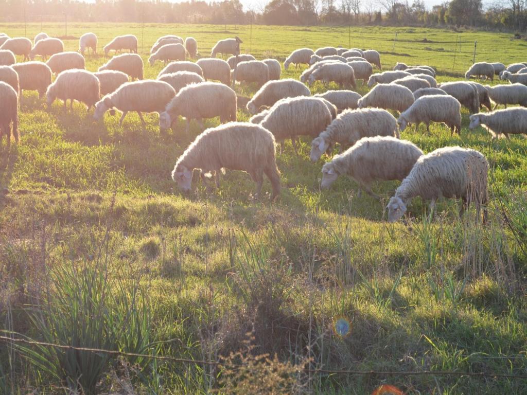 Agriturismo Agrifoglio San Giovanni Suergiu Luaran gambar